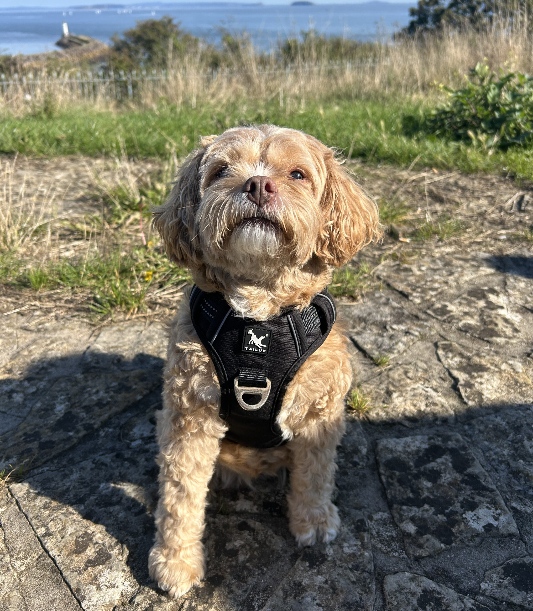 Reflective Adjustable Dog Harness